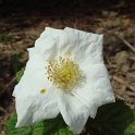 Rubus x tridel 'Benenden' P18